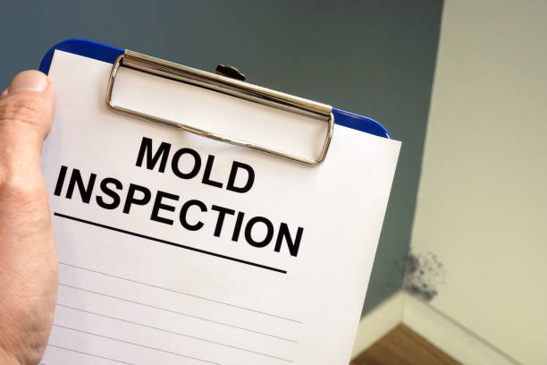 Trusted Melissa, TX Mold Removal Experts